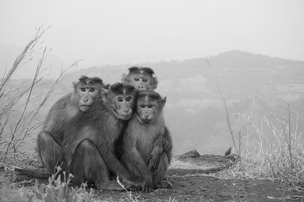 Wise VITUS Monkeys 🙈 🙉 🙊🐒